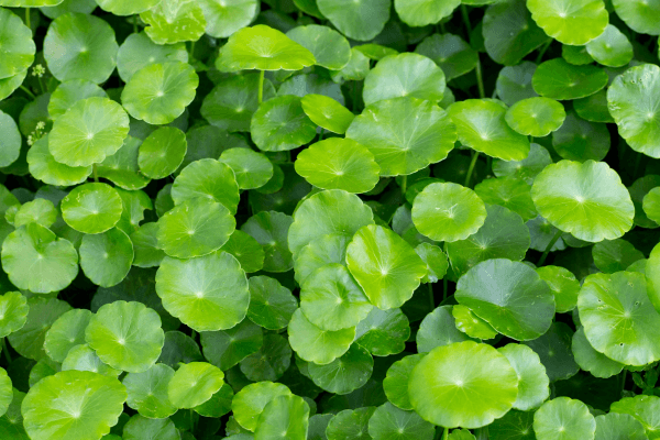 “Da Natureza para a Mente: Como Suplementos Naturais Potencializam a Saúde Mental”